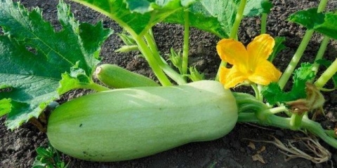 Koliko često zalijevati tikvice na otvorenom